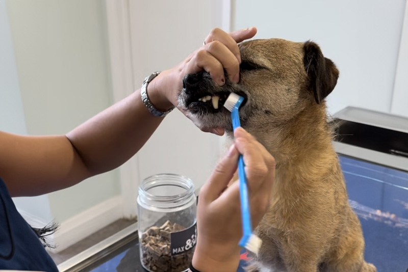 How to properly brush your dog's teeth Mac Animal Clinic