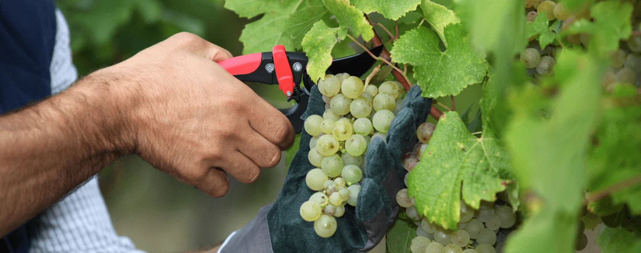 Is Chardonnay Sweet or Dry? MacysWine Shop