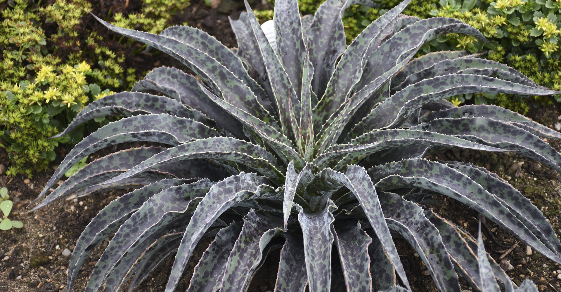 Home Mad About Mangave®