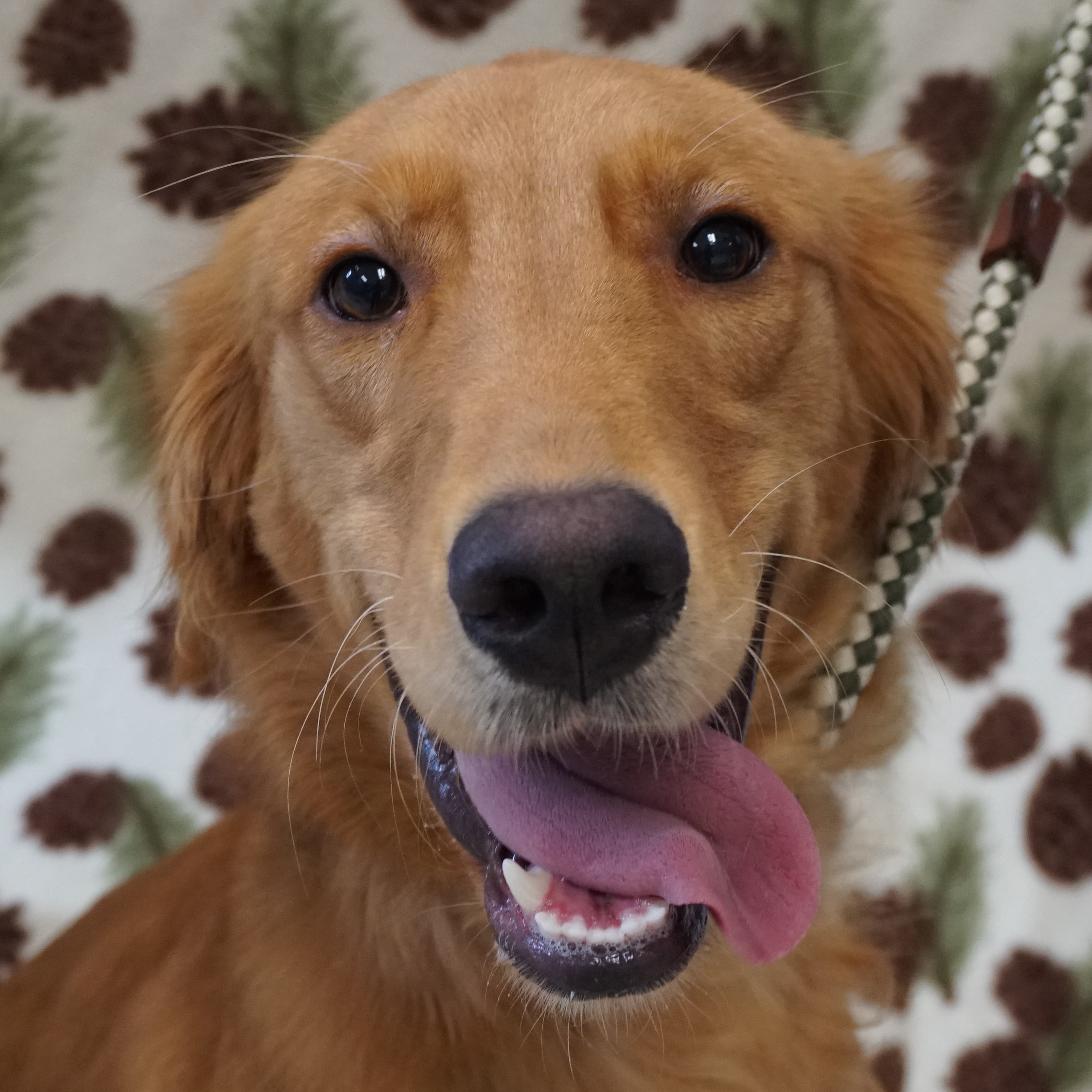 MADACC Milwaukee Area Domestic Animal Control Commission