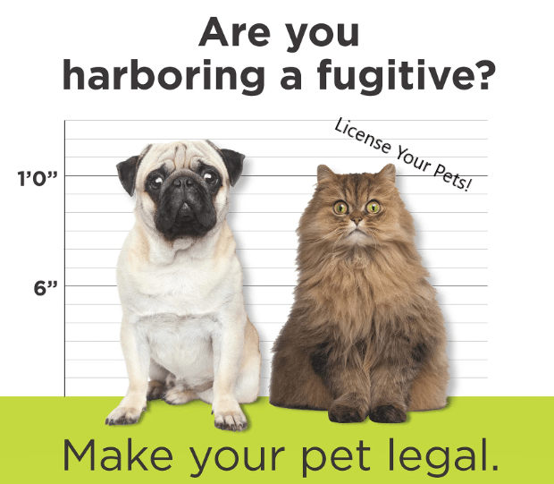 How Much Is It To Get A Dog License