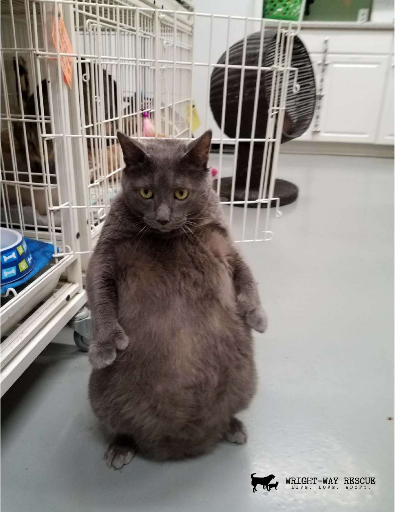 A chubby cat from the shelter adores posing like a person and asking treats