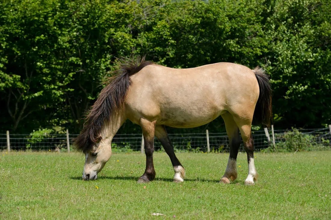 How to Feed a Horse with PPID (Cushing’s Disease) [10Step Guide] Mad