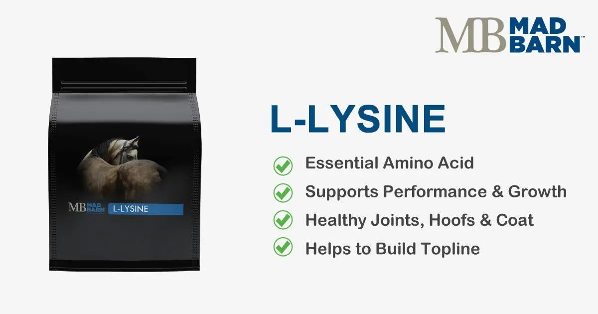 LLysine for Horses Equine Supplement Mad Barn
