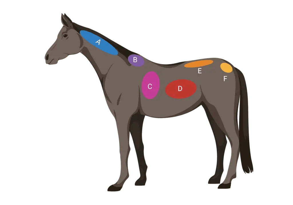 How to Body Condition Score your Horse [Henneke Scale] Mad Barn
