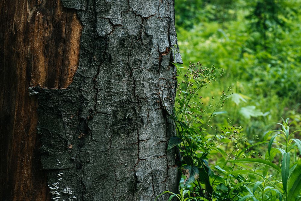When are Cracks in Trees a Problem? Madd Beaver Tree Experts
