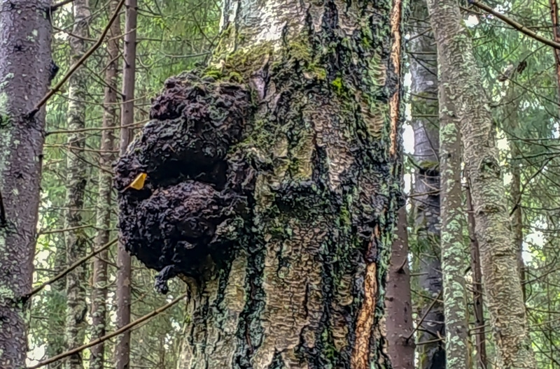 Tree Failures 6 Signs To Look For When Assessing Tree Health