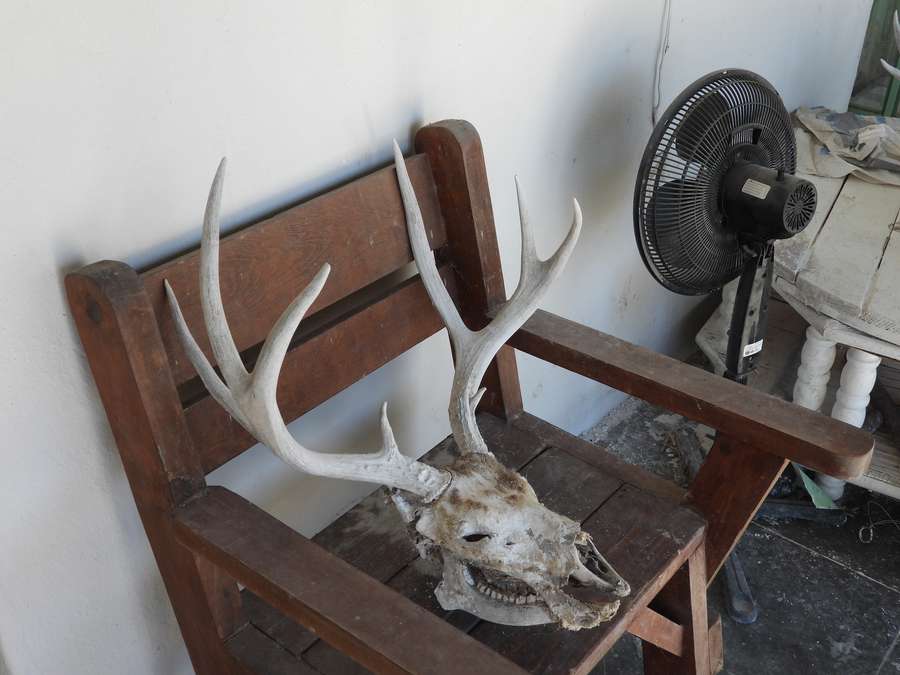 Coues Deer Hunting Ranches For Lease in Sonora, MX MADD Hunts Ranches MADD Hunts