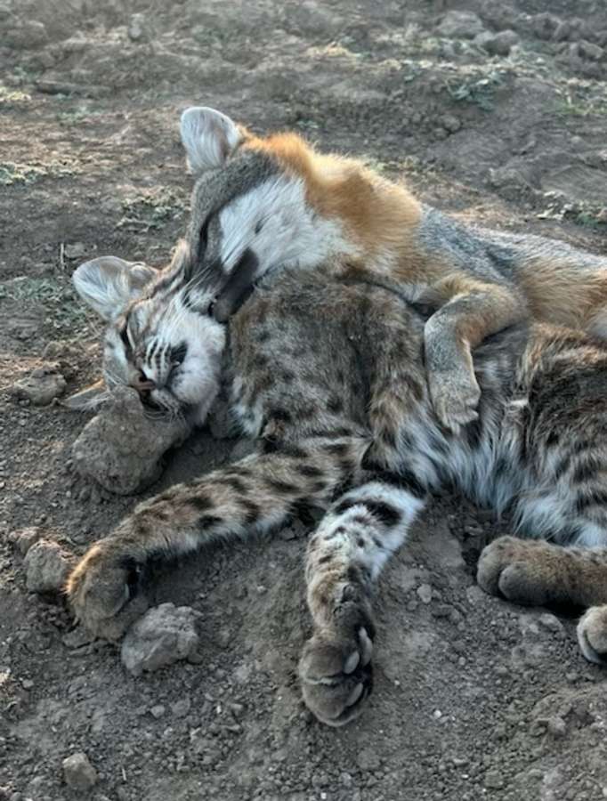 Predator Hunting Ranches For Lease in Sonora, MX MADD Hunts Ranches