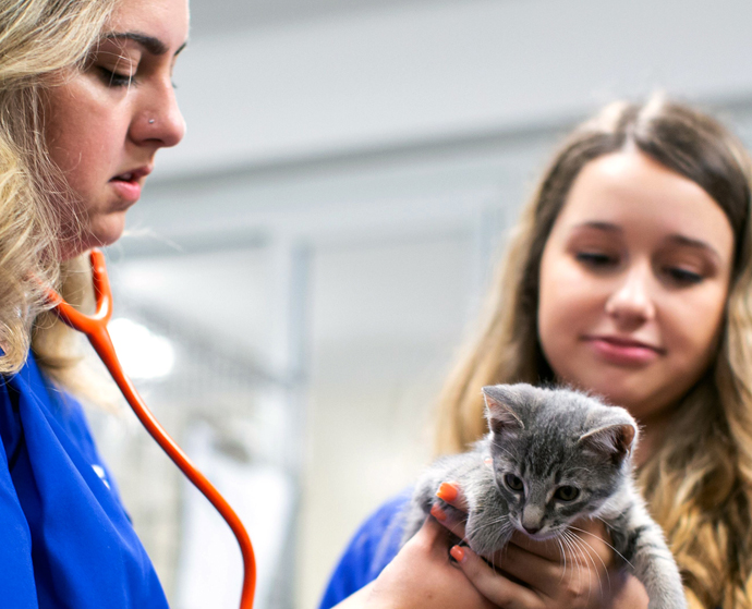 About Maddies Million Pet Challenge