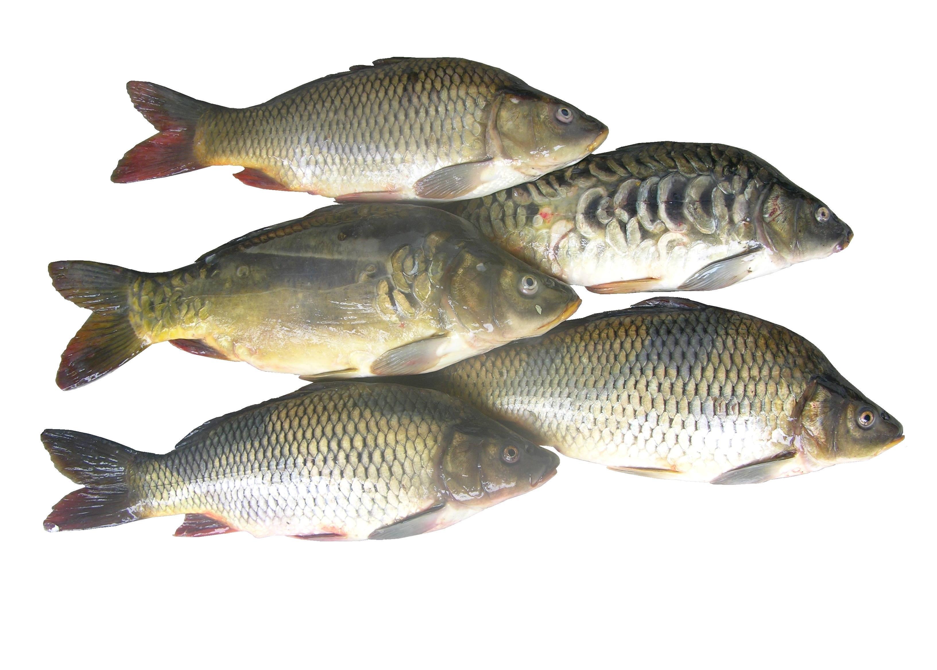 Common carp Products Made In Moldova Fish and Fish Products