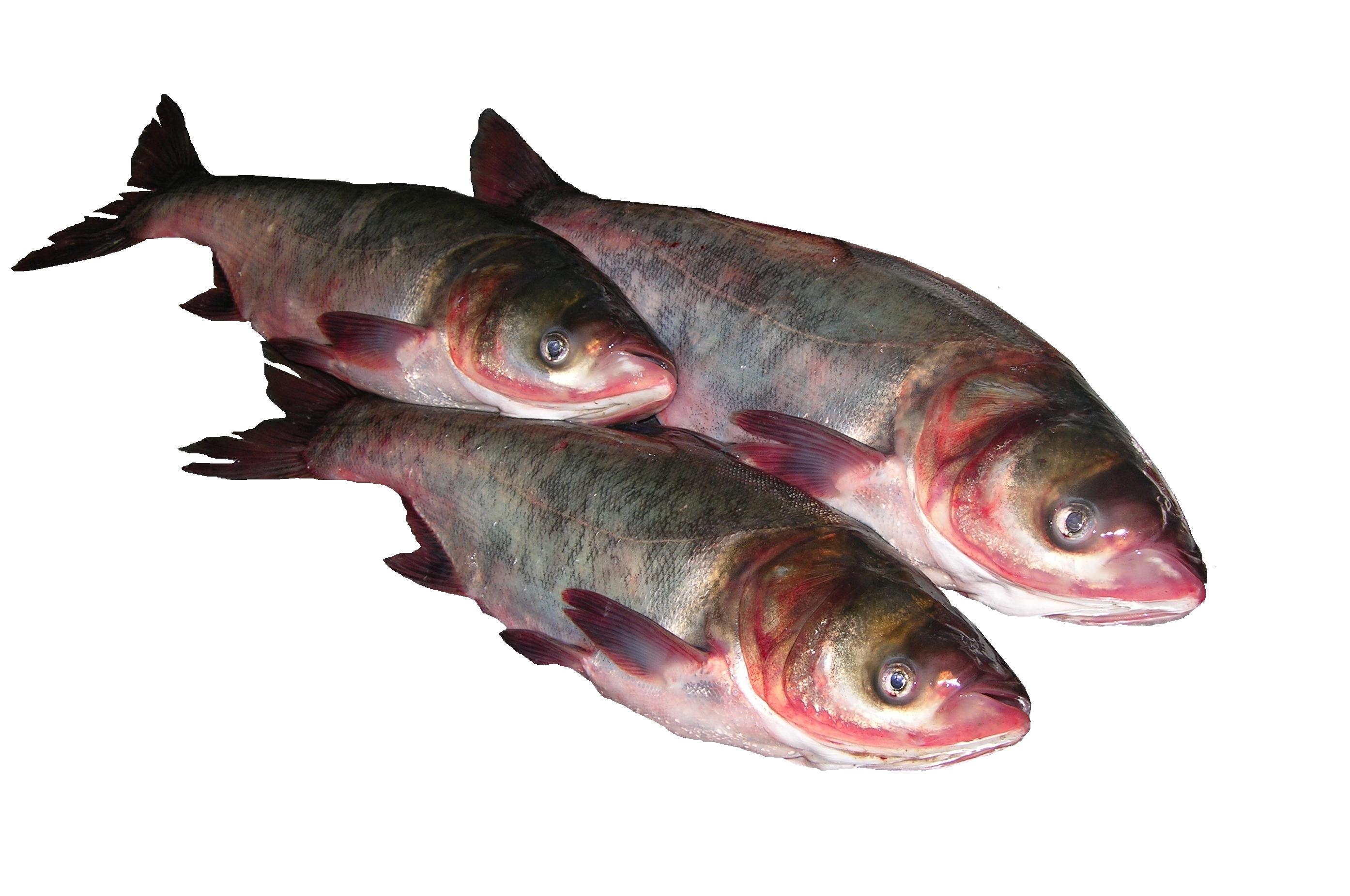 Silver carp Products Made In Moldova Fish and Fish Products