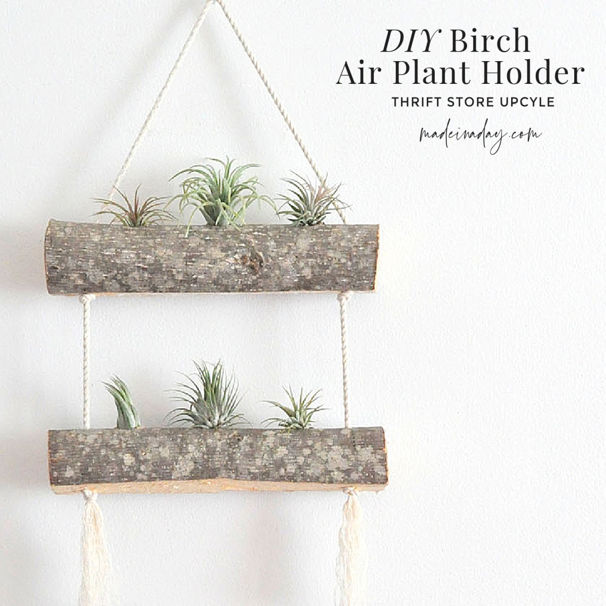 Birch Hanging Air Plant Holder DIY Made In A Day