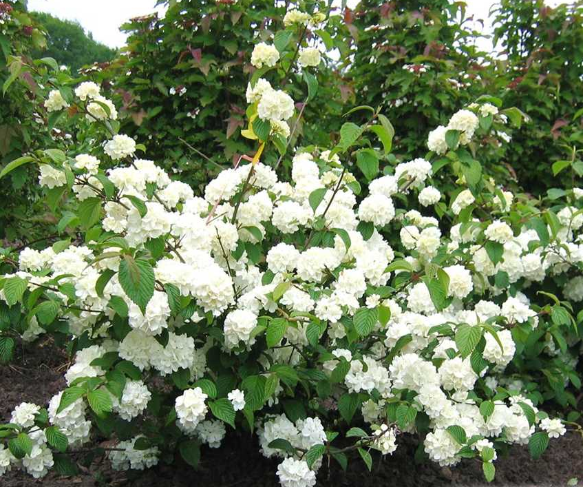 Kalina japońska (Viburnum plicantum) Made in Forest