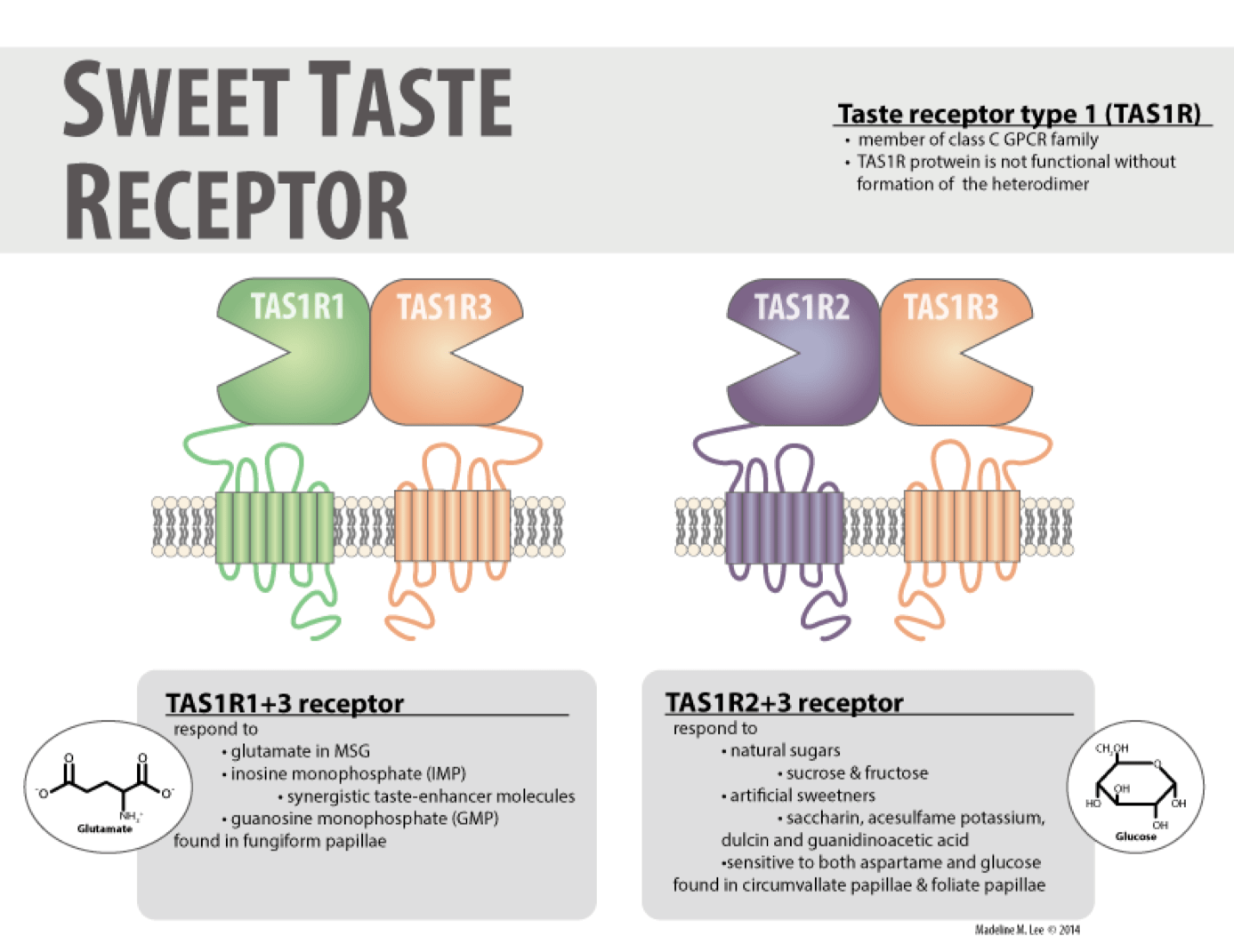 TAS1R Sweet Taste Receptor Madeline M Lee