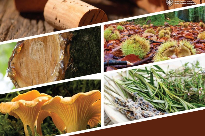 idiForest Innovación y tecnologías emergentes para productos
