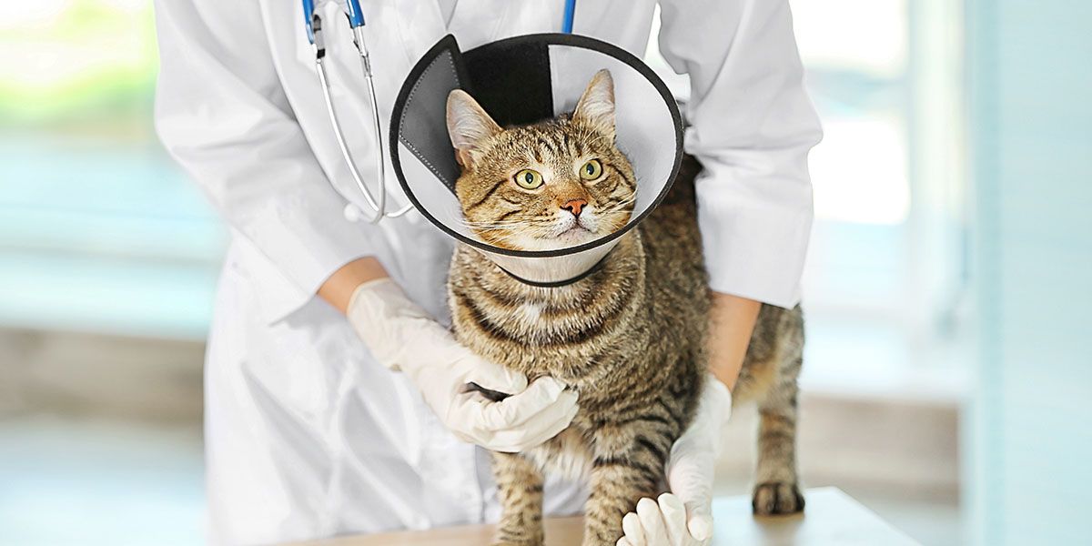 Madera Veterinary Hospital Spay & Neuter Tucson, Southeast Tucson