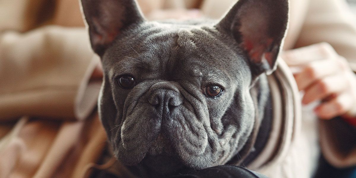 Madera Veterinary Hospital Spay & Neuter Tucson, Southeast Tucson