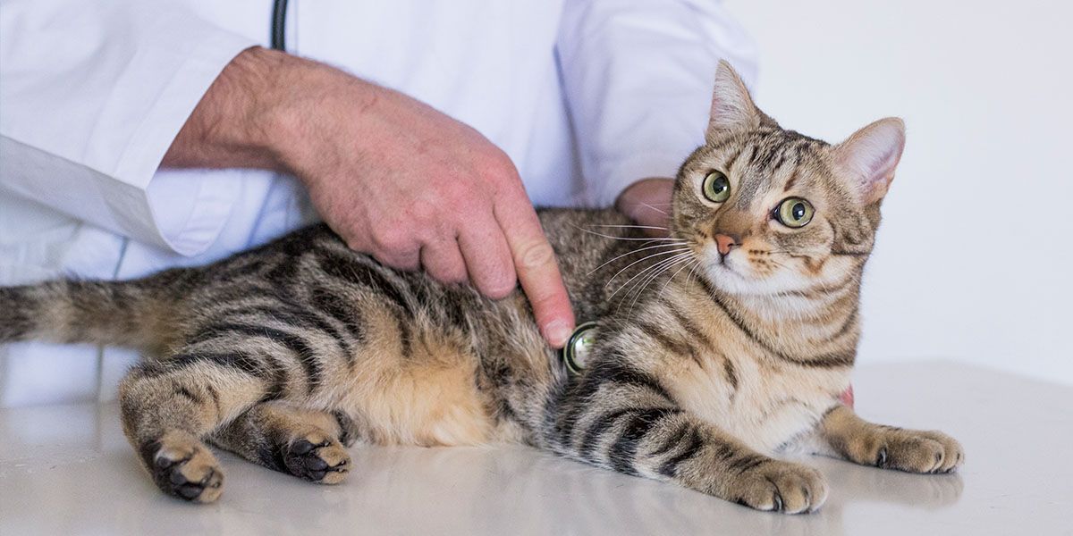 Madera Veterinary Hospital Veterinarian Tucson, Southeast Tucson