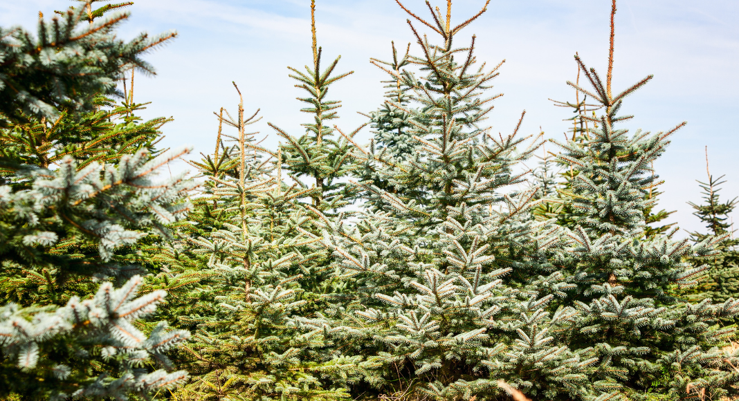 Christmas Tree Farm Madison Wi Christmas Tree Farm Guide Greater Madison Area