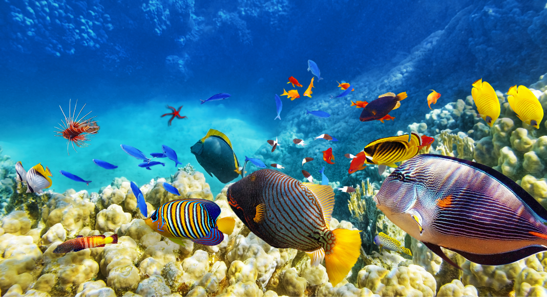 Aquariums to Visit in Driving Distance of Madison, WI