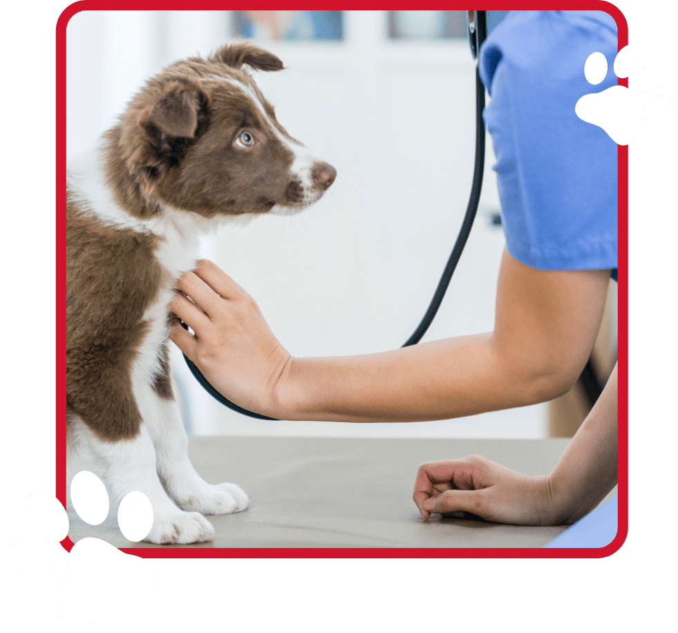 Home Madison Vet Emergency