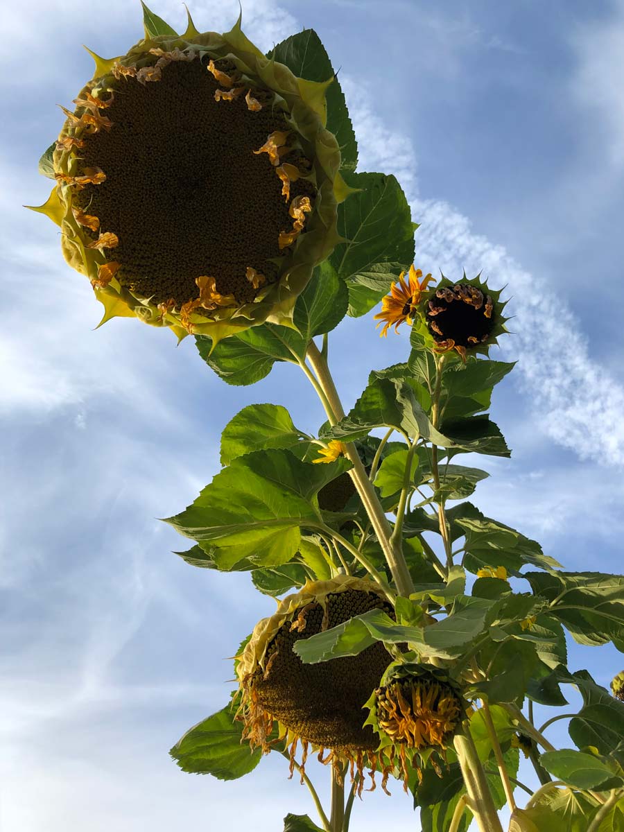 Flashback to Fall Drooping Sunflowers Madlantern Arts