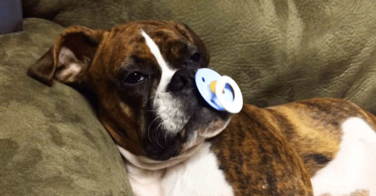 Adorable 8-Month-Old Boxer Puppy Loves Her Pacifier. But It's The Ending That Left Me In Stitches