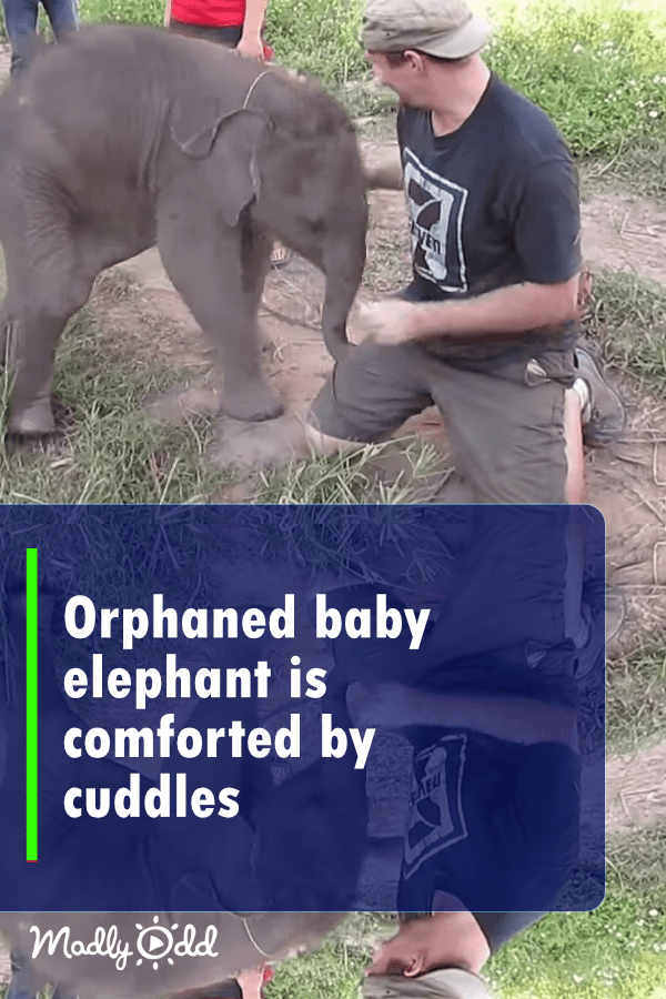 Orphaned baby elephant is comforted by cuddles Madly Odd!