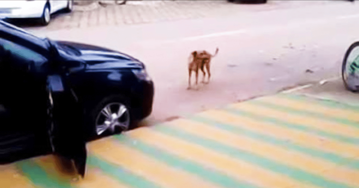 Car Makes Noise and Dog Dances, But Music to Everyone's Ears!