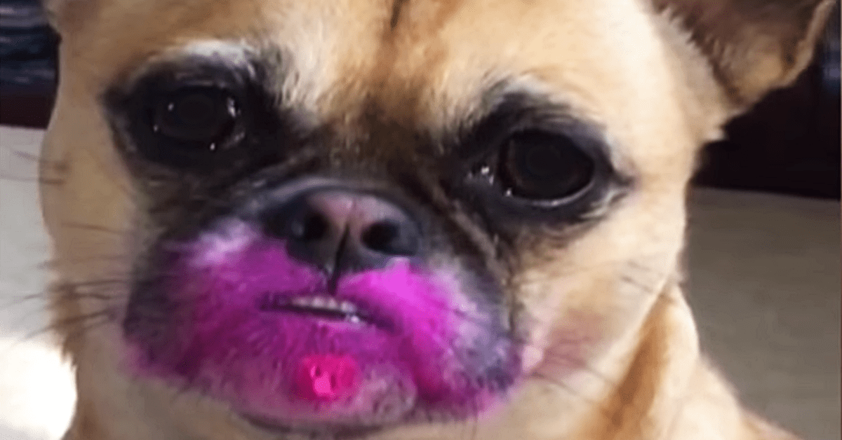 lipstick dog Madly Odd!