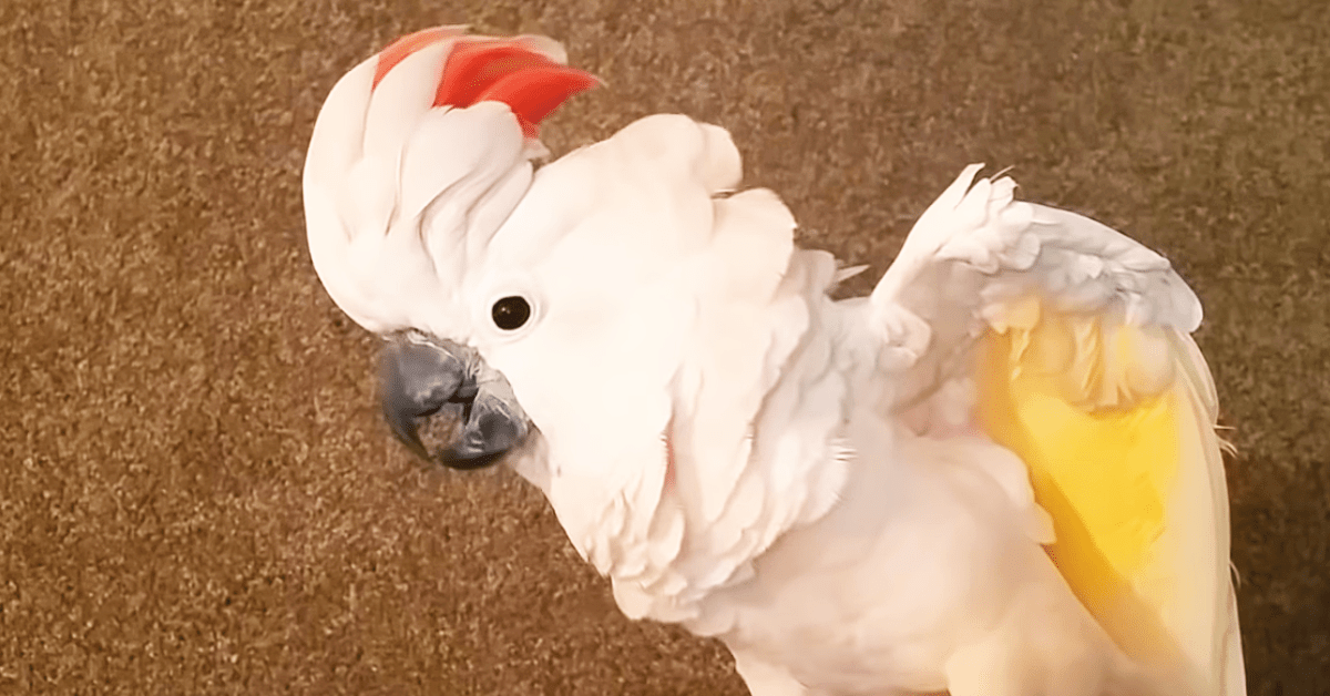 Angry Cockatoo Throws Priceless ExpletiveFilled Tantrum when It's Time
