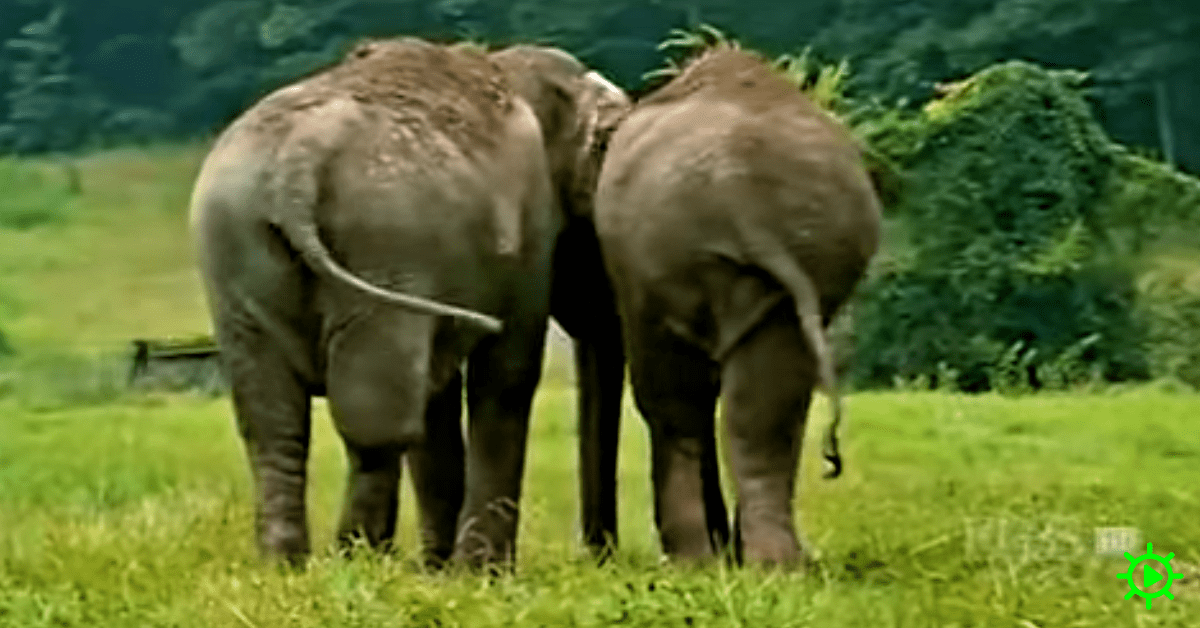 elephant documentary Madly Odd!