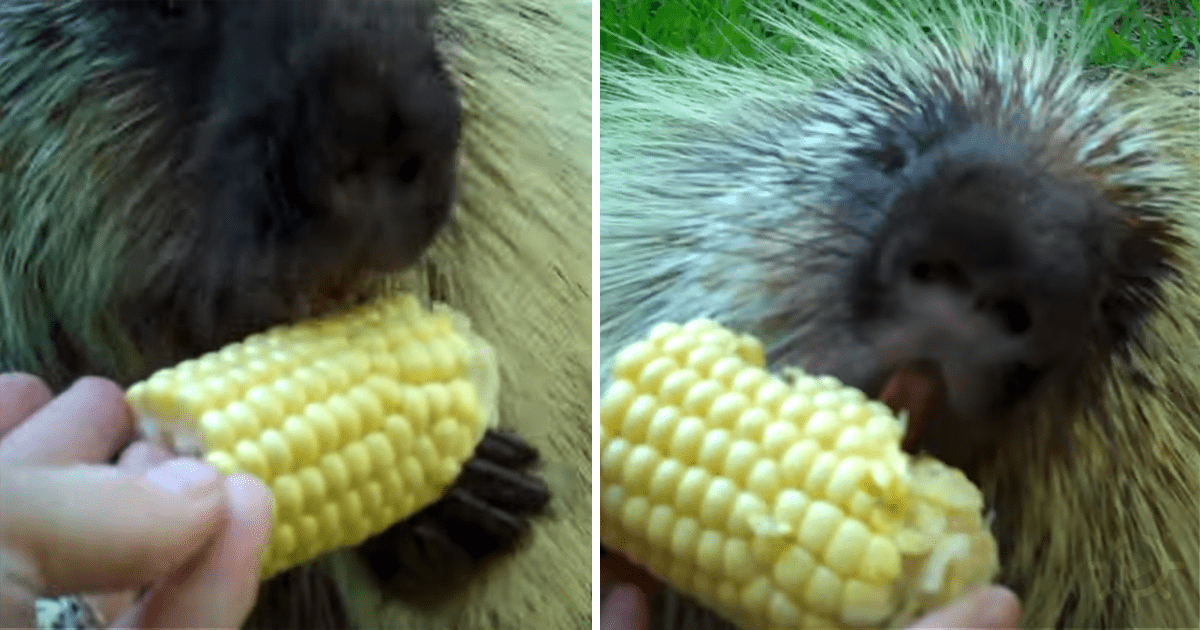 porcupine Madly Odd!