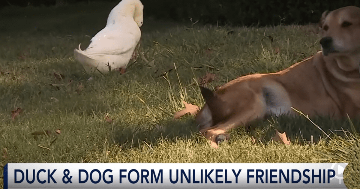 Shingles can be a nightmare for suffers these tips are