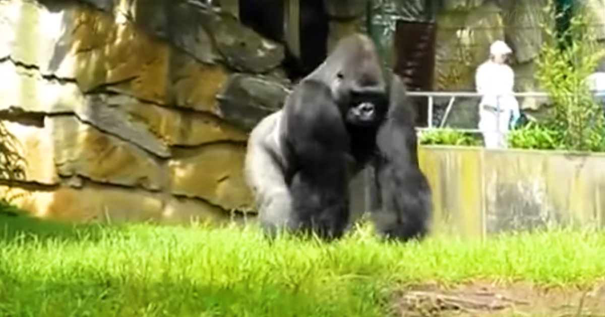 Gorilla With A Teenager’s Sense of Humor Pulls Hilarious Prank Madly Odd!