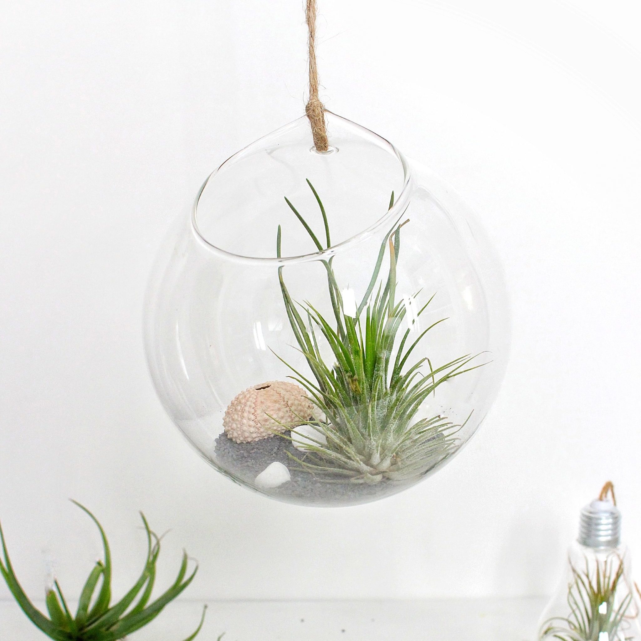 Terrario Pecera Colgante con Plantas de Aire MADMAD