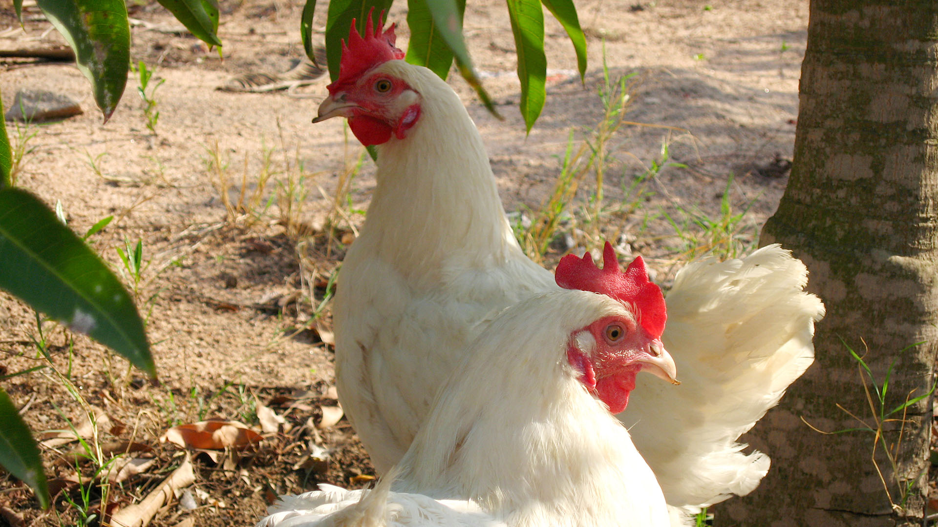 What Animal Steals Whole Chicken Eggs at Harold Hicks blog