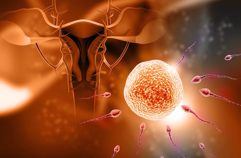 Semana 3 de embarazo ¿sabes cómo es la fecundación? Madres Hoy