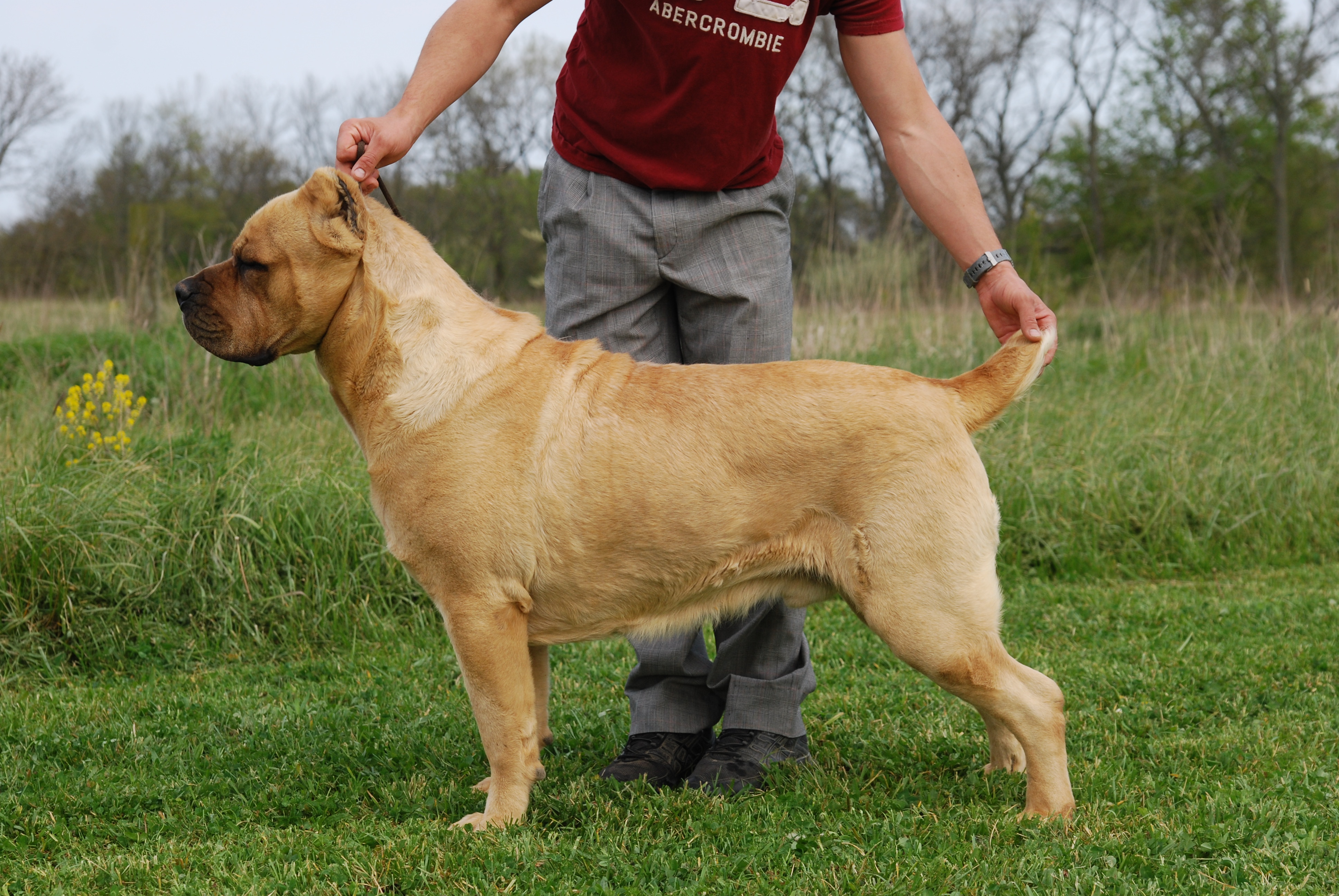 Photo Gallery Mad River Cane Corso Breeder Italian