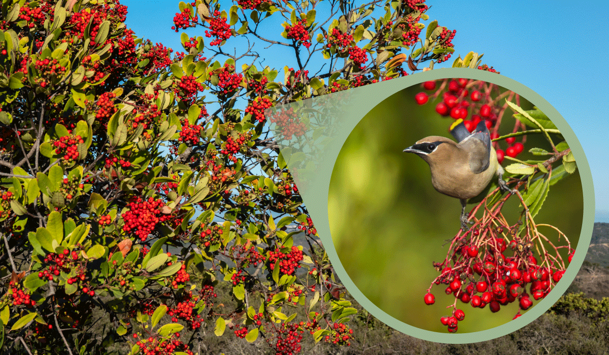 Six BirdFriendly Natives for San Luis Obispo County Madrone Landscape
