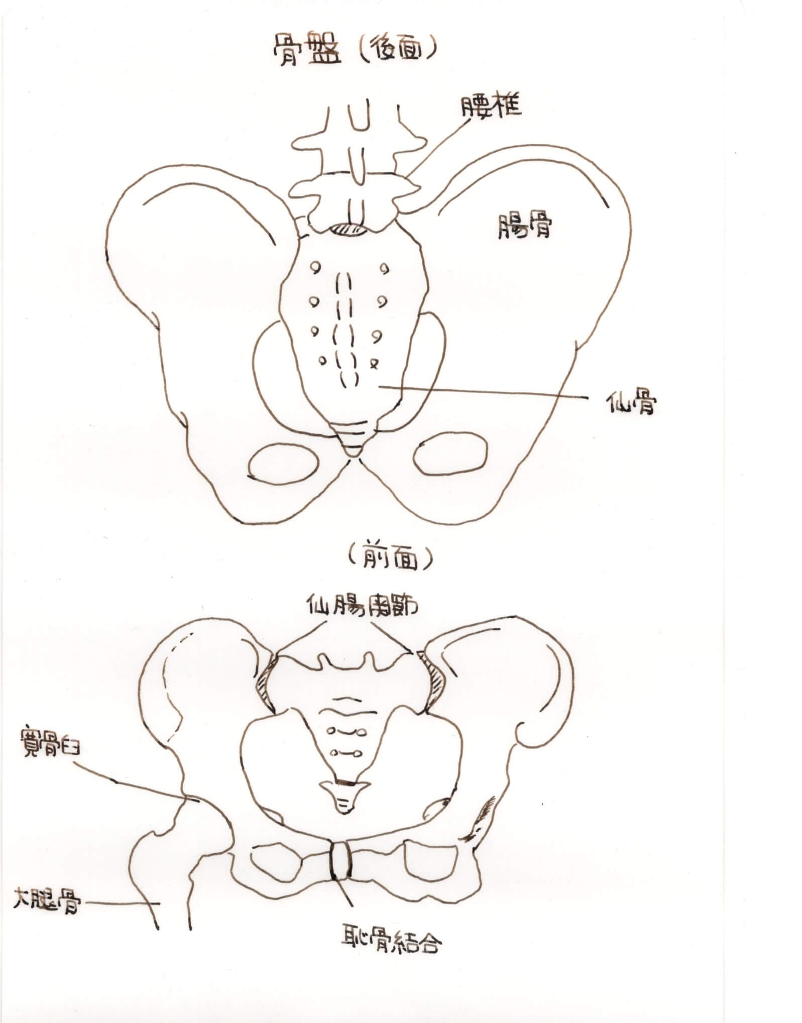 カイロプラクティック＆整体における骨盤矯正