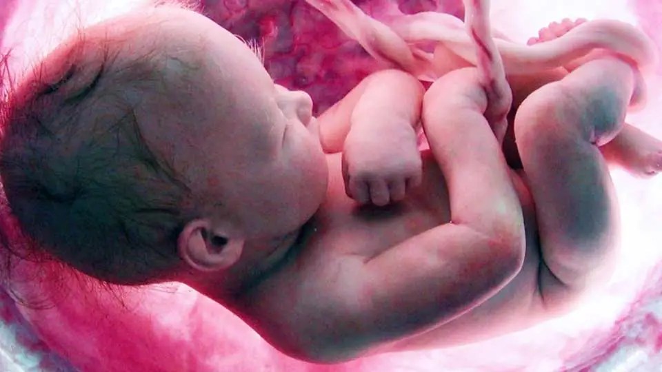 Tamanho e Peso do Feto Saiba o tamanho do bebê na barriga · Mãe Pop