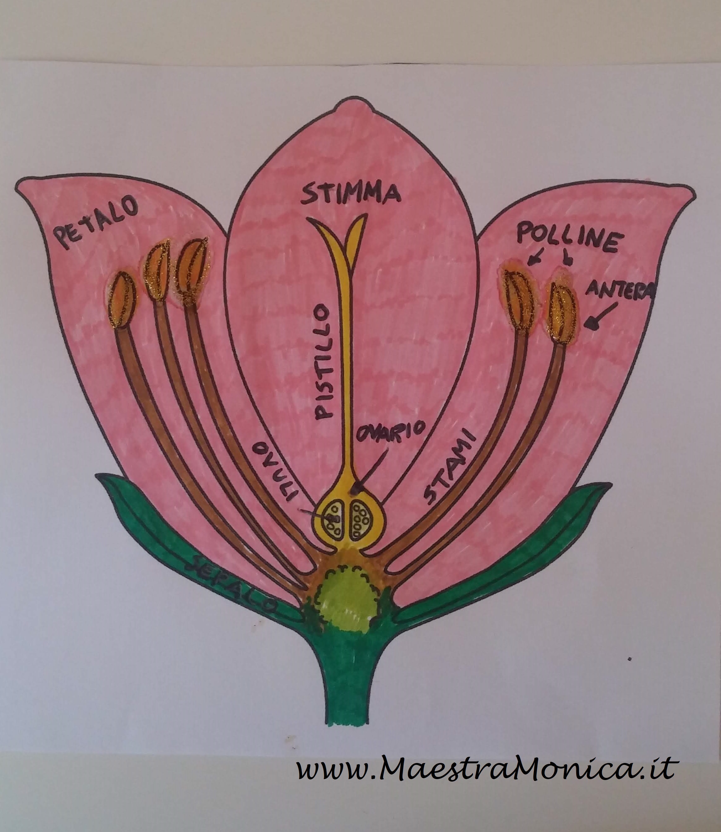 Il fiore e le sue partiscienzeclasse 3^ MaestraMonica