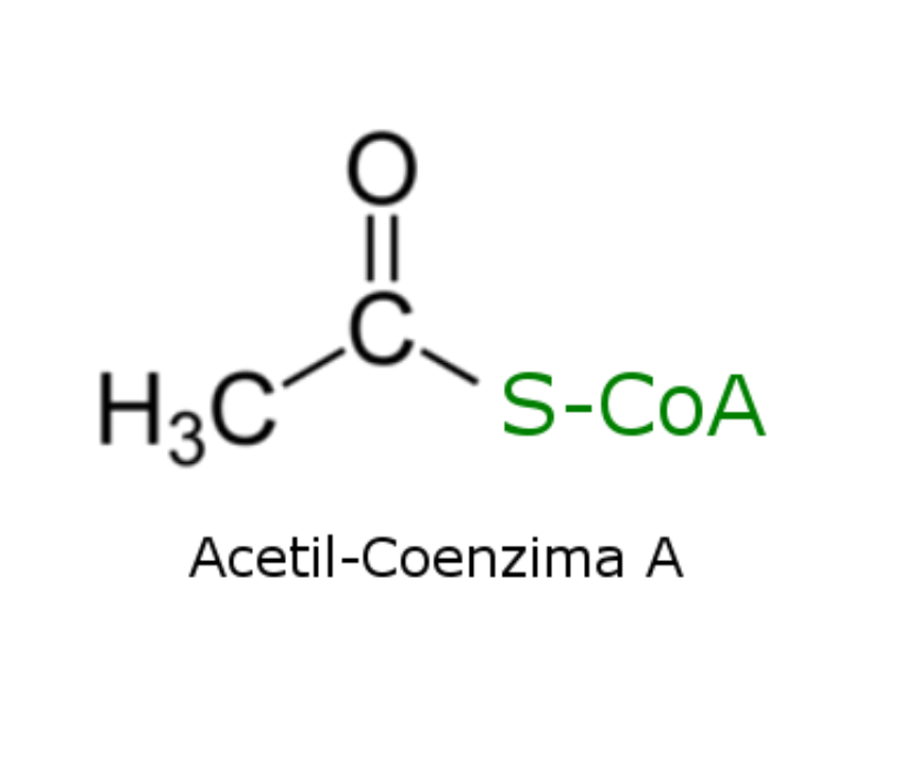 Coenzima A de acetila Estrutura, treinamento e funções