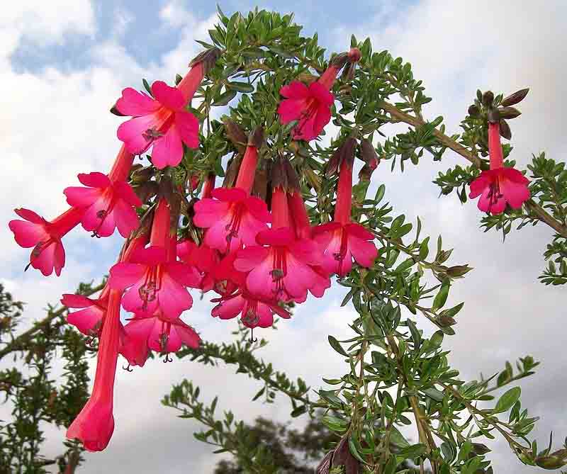 21 Plantas Nativas do Peru Muito Interessantes