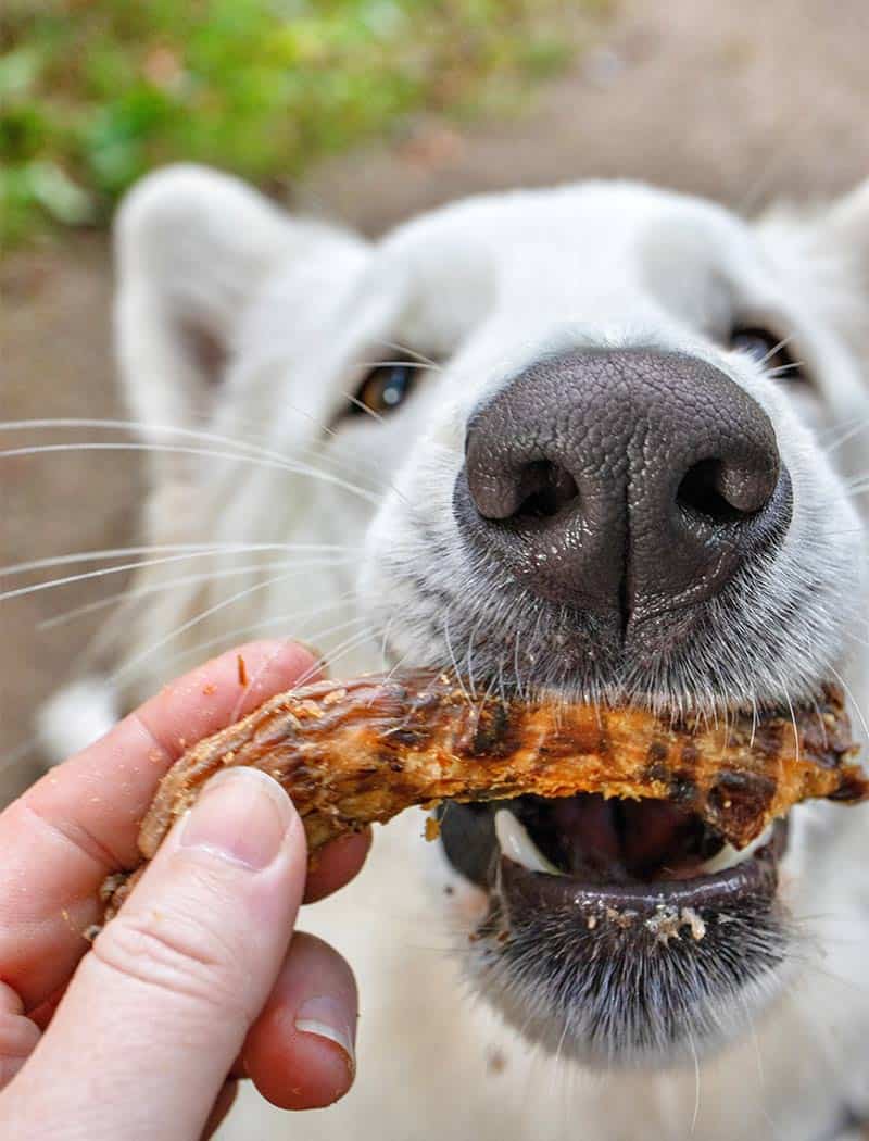 Are Chicken Neck Bones Safe For Dogs