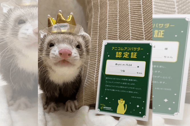 you（アニコムユー）