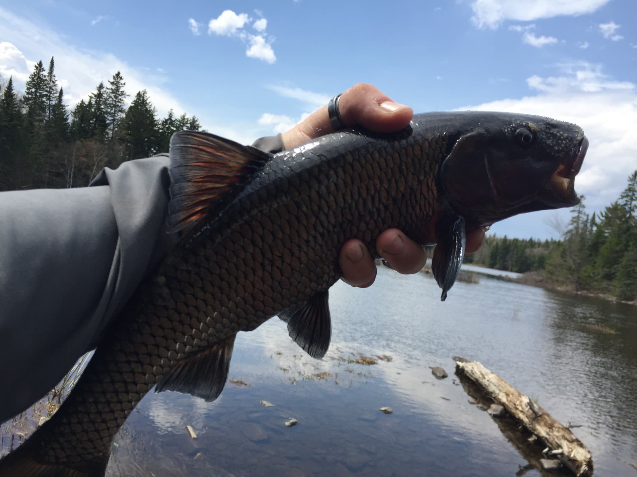 Photos Fly Fishing Rangeley Maine Magalloway Guide Service