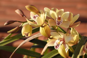 Comment cultiver le cymbidium - Hortus Focus I mag